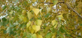 Август! Август - детям радость!