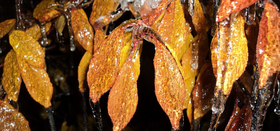 Осенний калейдоскоп. Ноябрь