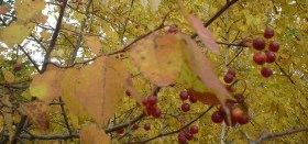 Осенний калейдоскоп