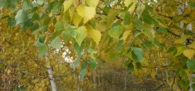 Сентябрь красно лето провожает, осень золотую встречает