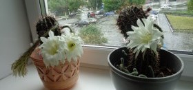 Вот какие красавцы расцвели в Центральной библиотеке!