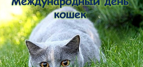 «Всем котам и кошкам – слов добрых понемножку»