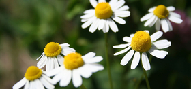 День семьи, любви и верности