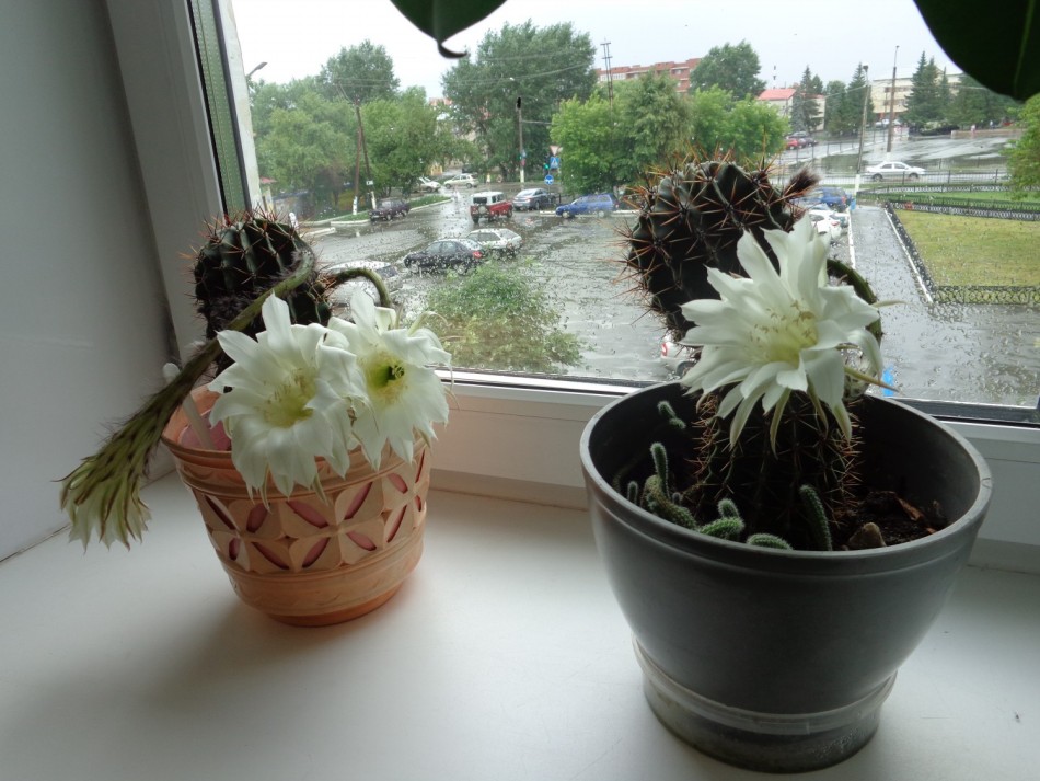 Вот такой кактус Эхинопсис расцвел в библиотеке!